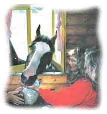 Friendly Irish horse